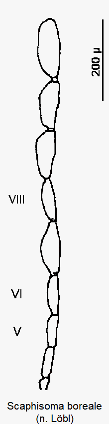 scaphisoma boreale_f.gif